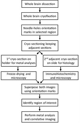 Mapping Chemical Elements and Iron Oxidation States in the Substantia Nigra of 6-Hydroxydopamine Lesioned Rats Using Correlative Immunohistochemistry With Proton and Synchrotron Micro-Analysis